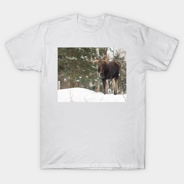 Bull moose in winter T-Shirt by josefpittner